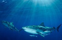Noble Shark Photography Image 2