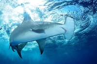 Noble Shark Photography Image 6