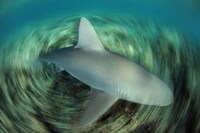 Noble Shark Photography Image 7
