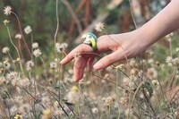 Exotic Avian Jewelry Image 5