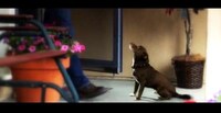 Shark Movie Spoofs Image 7