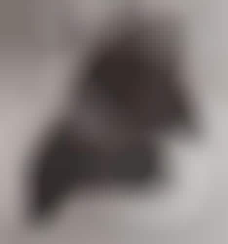 Haunting Zoo Animal Portraits