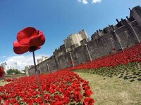 Spewing Poppies Installations Image 2