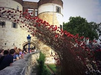 Spewing Poppies Installations Image 3