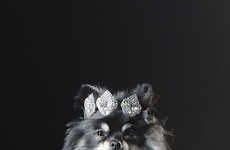 Accessorized Dog Photography