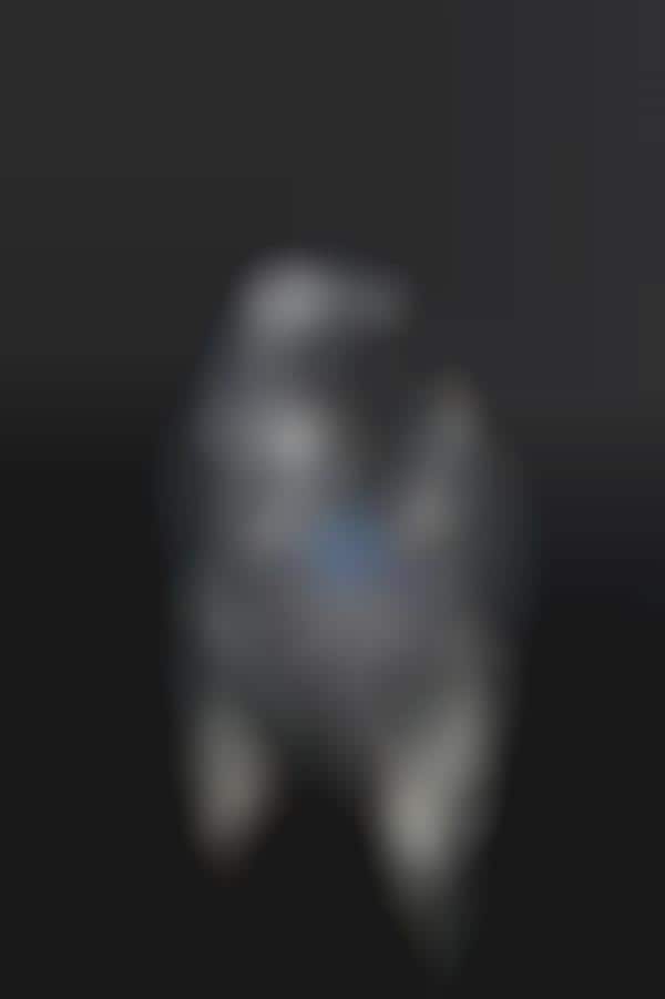 Accessorized Dog Photography