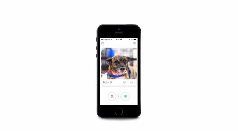 Canine Matchmaking Campaigns