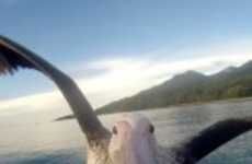 Pelican POV Videos