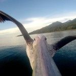 Pelican POV Videos