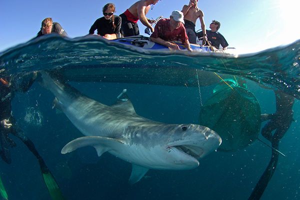 15 Shark Photo Series