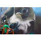 Giant Underwater Dog Murals Image 4