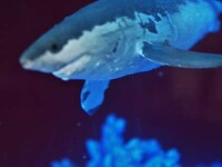 Shark Toy Tanks Image 2