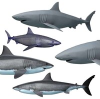 Shark Toy Tanks Image 3