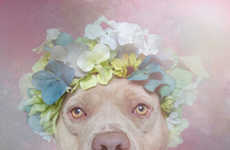 Ethereal Pit Bull Portraits