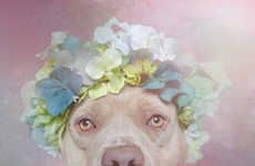 Ethereal Pit Bull Portraits