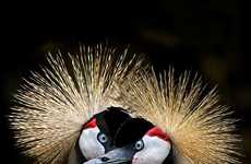 Animal Family Photography