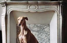 Rescued Greyhound Photography