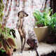 Rescued Greyhound Photography Image 5