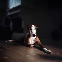 Rescued Greyhound Photography Image 7