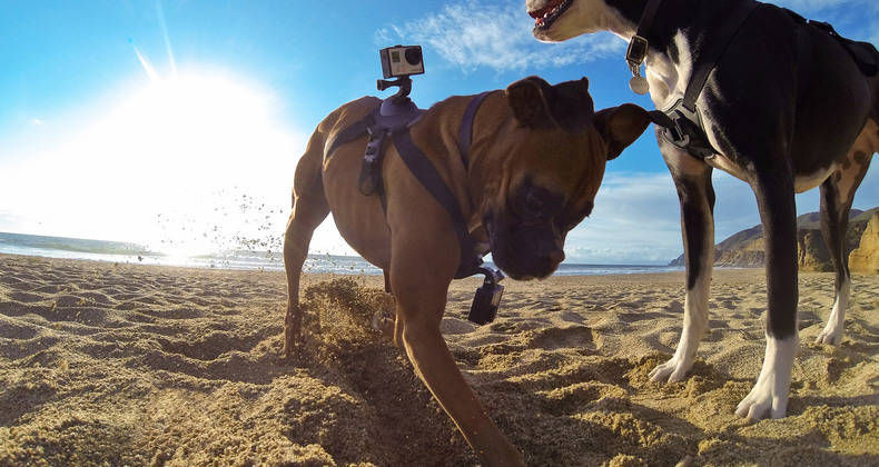 Canine Camera Mounts