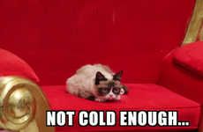 Icy Cat Meme Videos