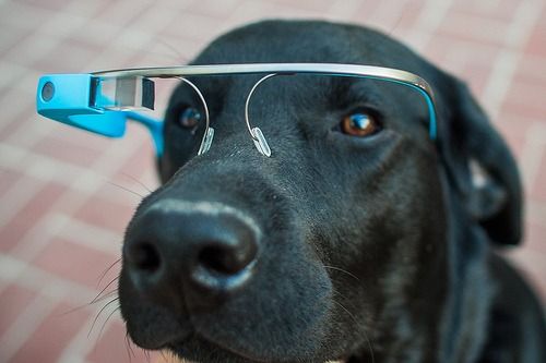 37 Tech Products for Pets