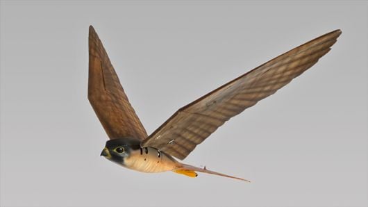 Robotic Raptors