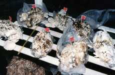 Mushroom-Growing Diapers