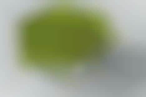 Biodegradable Lettuce Packaging