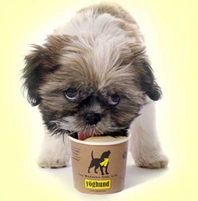 17 Examples of Gourmet Grub for Your Pet