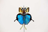 Insect Fairy Sculptures Image 8