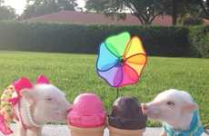 Stylish Teacup Pigs