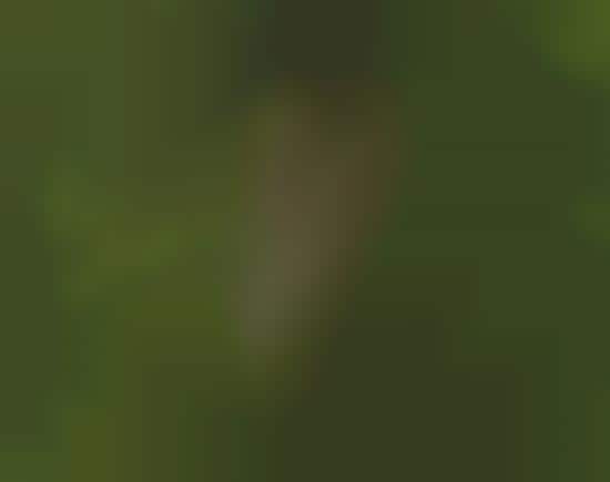 Avian Apartments