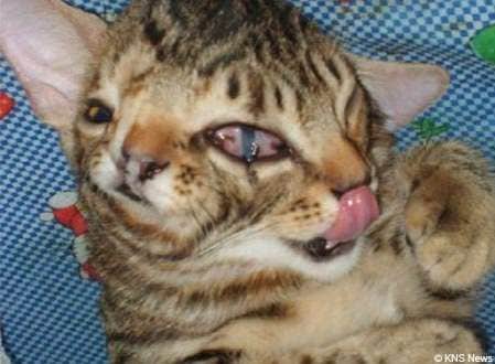 Natural-Born Mutations