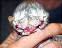 Natural-Born Mutations Image 7