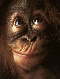 Intimate Animal Portraits Image 3