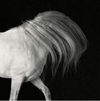Intimate Animal Portraits Image 5