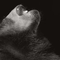 Intimate Animal Portraits Image 6