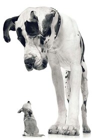 Intimate Animal Portraits Image 7