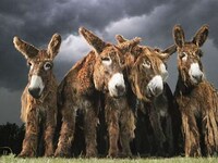 Intimate Animal Portraits Image 8