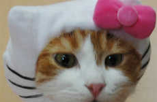 Feline Humiliation Helmets