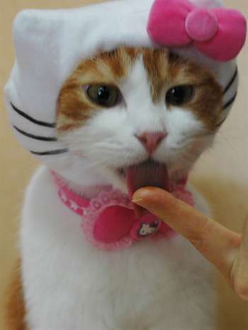 Feline Humiliation Helmets