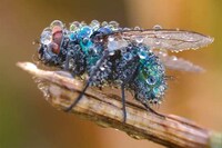 Macromazing Photography