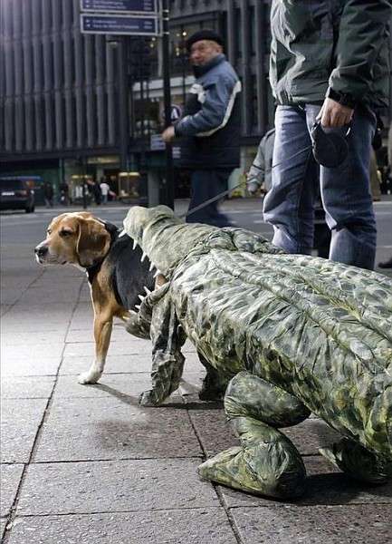 Doggie Dress-Up
