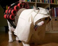 Doggie Dress-Up Image 2