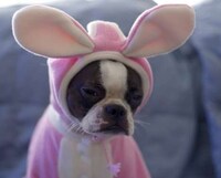 Doggie Dress-Up Image 5