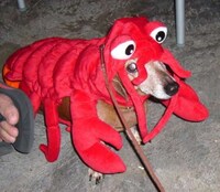 Doggie Dress-Up Image 6