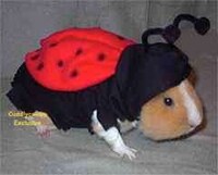 Doggie Dress-Up Image 7