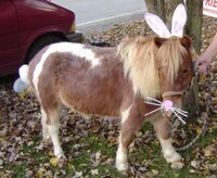 Doggie Dress-Up Image 8