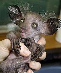 Real-Life Gremlins
